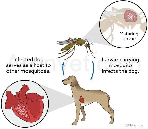 چرخه انتقال بیماری کرم قلب در حیوانات