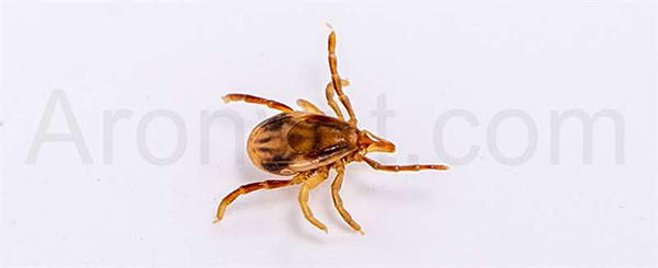 Paralysis Tick (کنه فلج کننده )