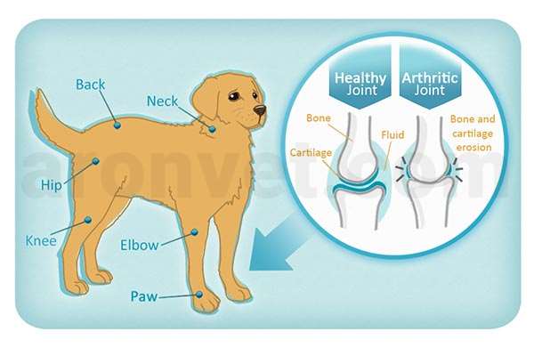 علائم آرتریت در سگ ها