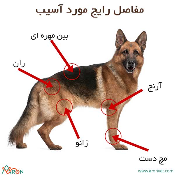 مفاصل رایج مورد آسیب سگ