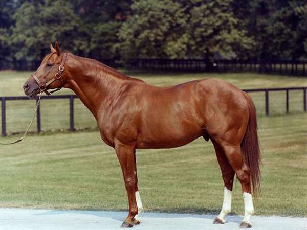 اسب نژاد تروبرد