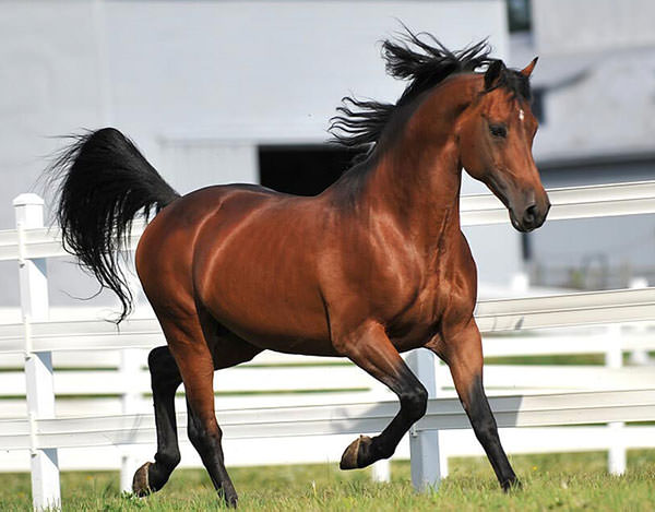 اسب نژاد مورگان