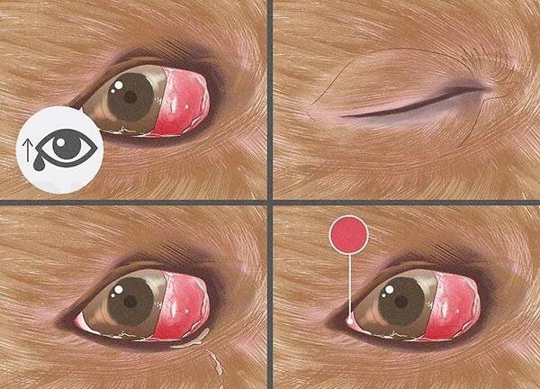 خشکی چشم (Keratoconjunctivitis sicca) در سگ