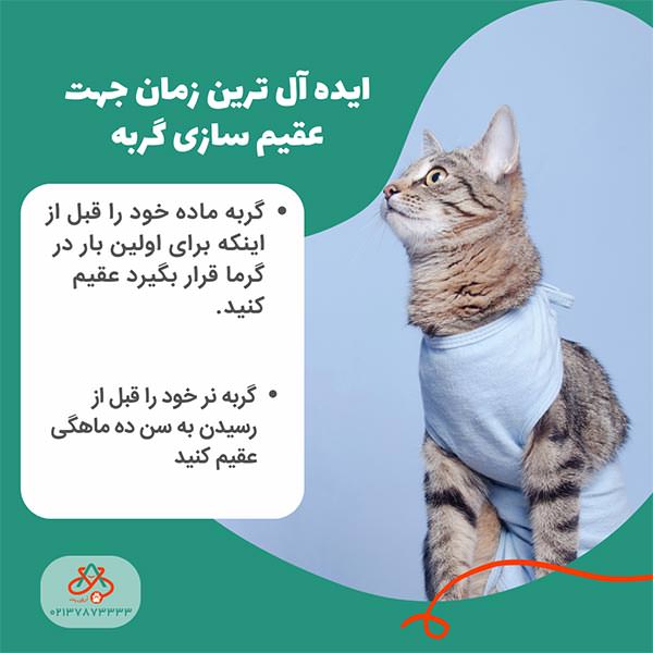 عقیم سازی گربه نر و ماده