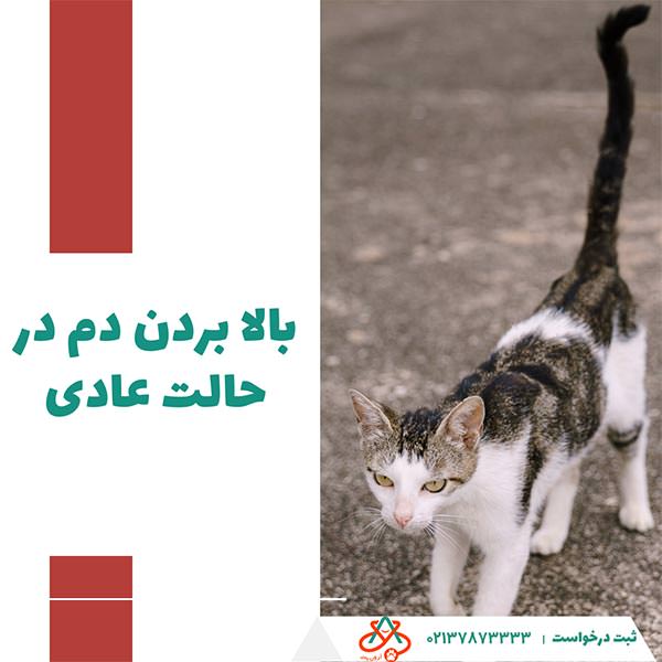 بالا بردن دم در حالت عادی