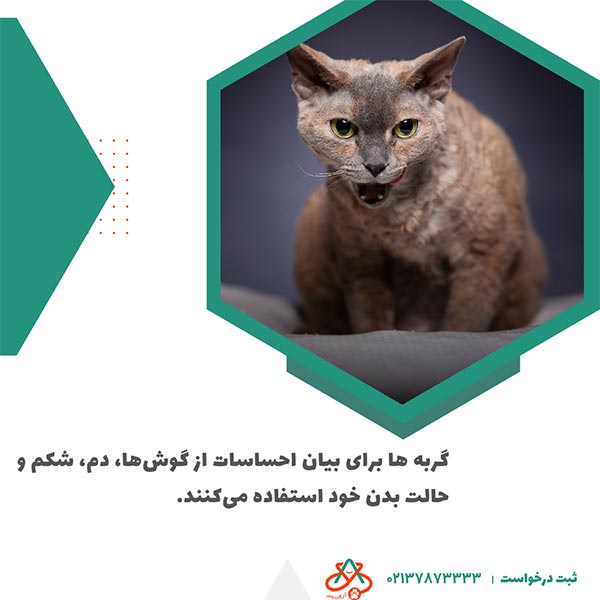 نحوه ارتباط گربهها با انسان