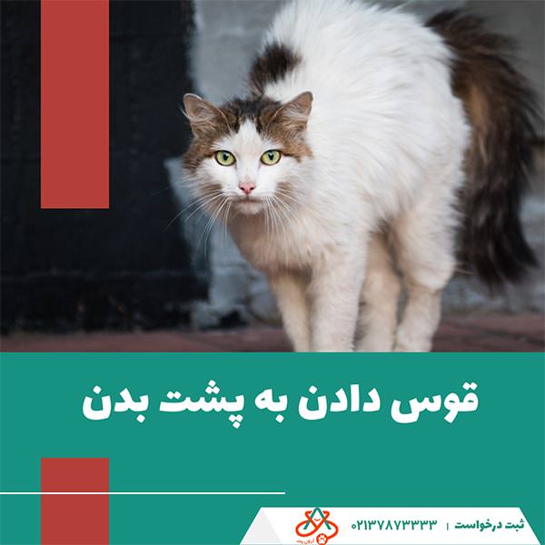 قوس دادن به پشت بدن