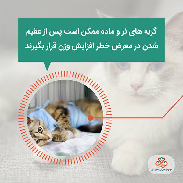 چاق شدن گربه