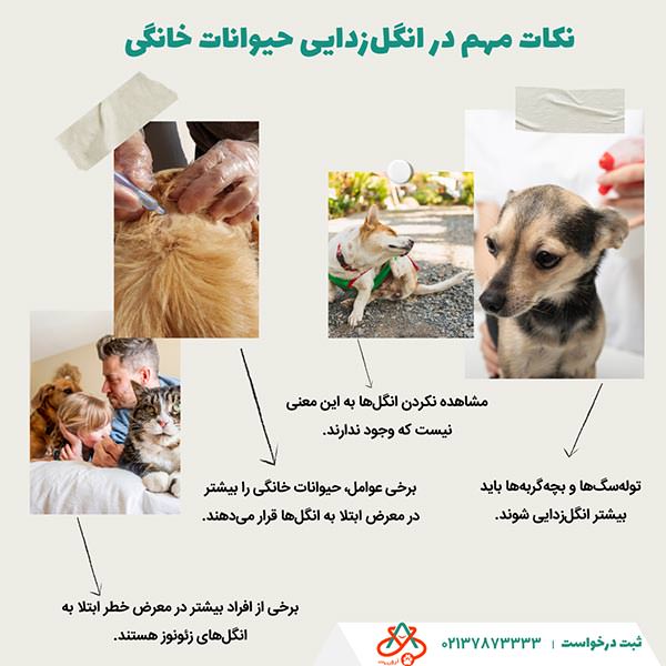 نکات مهم در انگل‌زدایی حیوانات خانگی