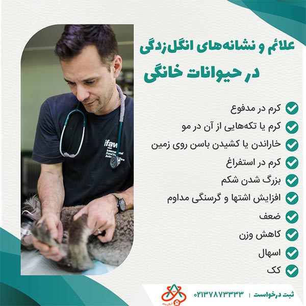 علائم و نشانه‌های انگل‌زدگی حیوانات خانگی