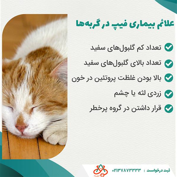 تشخیص بیماری فیپ در گربه&zwnj;ها