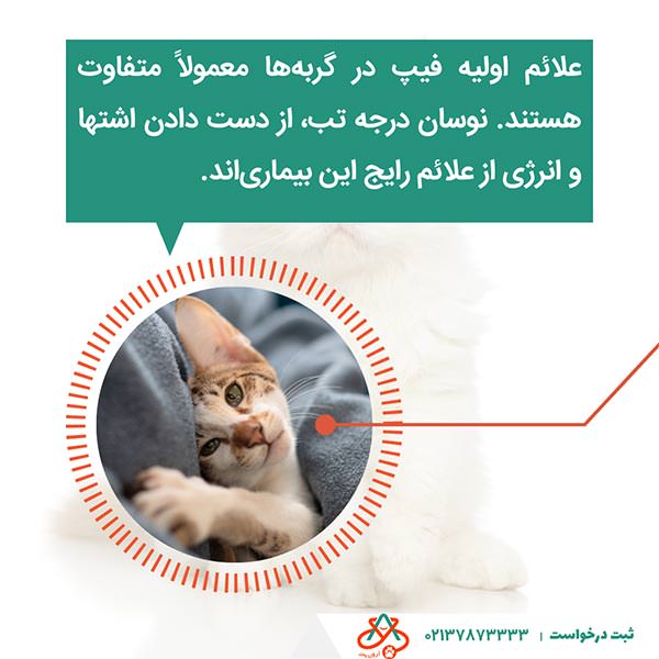 علائم بیماری فیپ در گربه&zwnj;ها