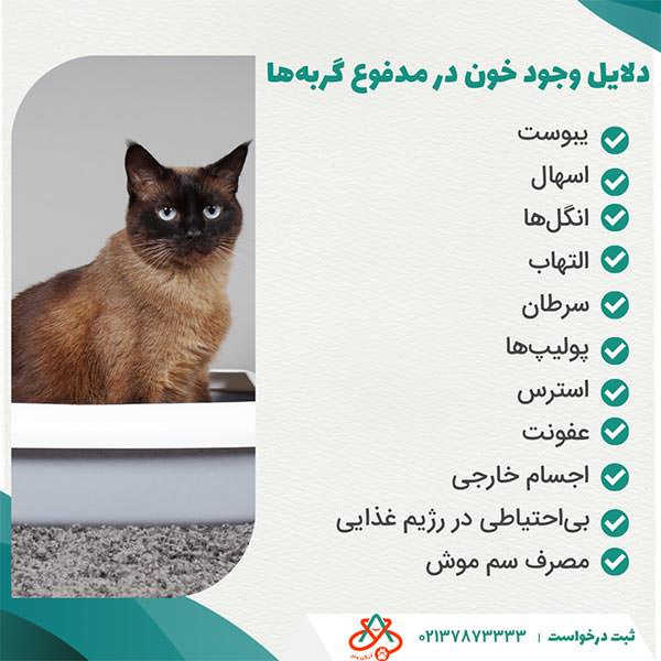 دلایل وجود خون در مدفوع گربهها