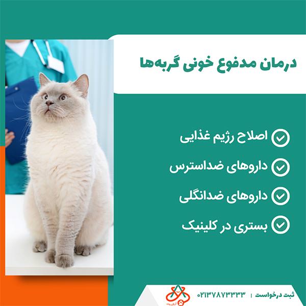 درمان مدفوع خونی گربهها