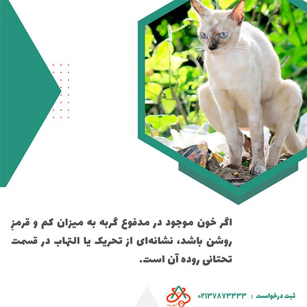 انواع مدفوع خونی گربهها