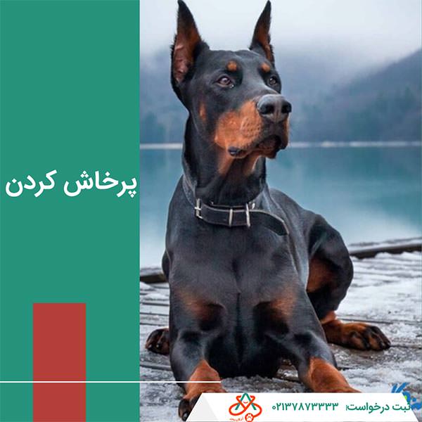 پرخاش کردن