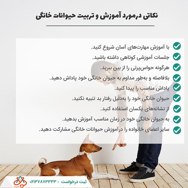 نکاتی درمورد آموزش و تربیت حیوانات خانگی