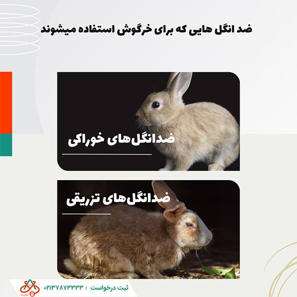 انگل‌تراپی خرگوش‌