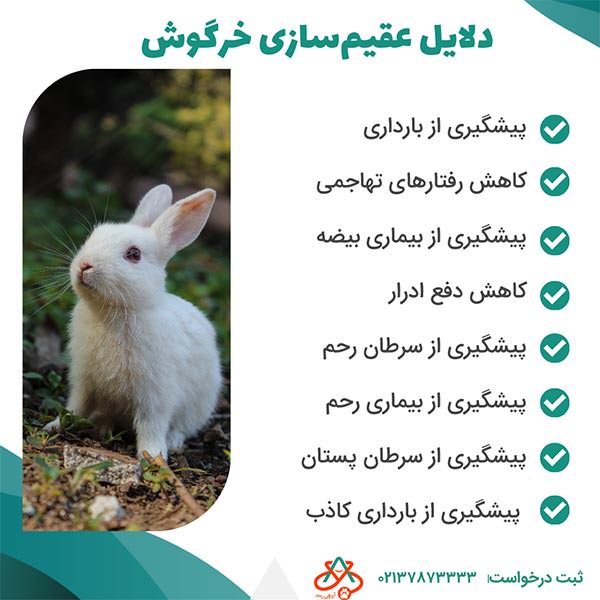 دلایل عقیم‌سازی خرگوش