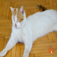 بیماری فیپ در گربه‌ها 